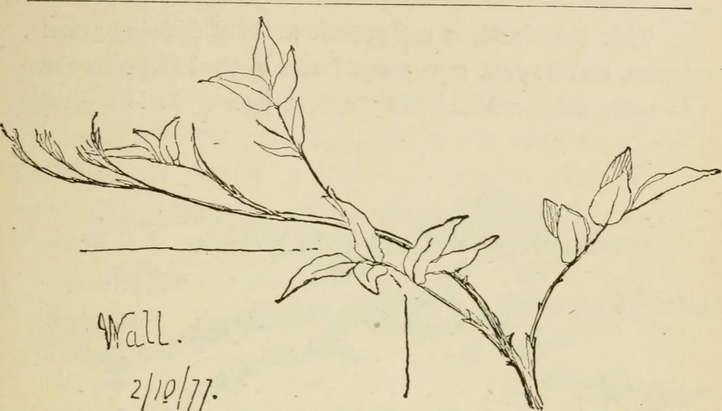 An illustration from Handbook of drawing, 1880, leaf 186