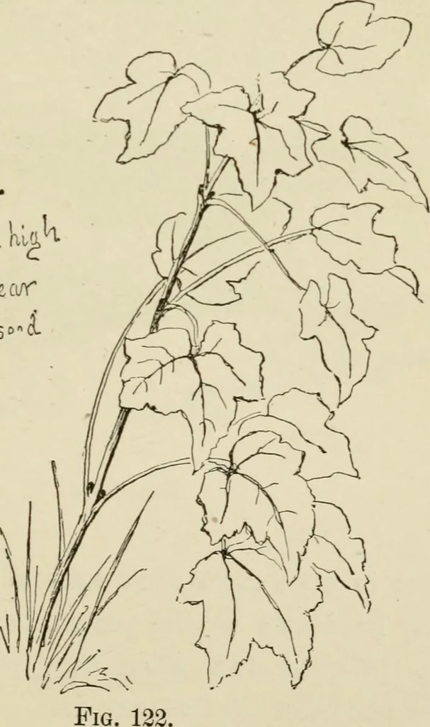 An illustration from Handbook of drawing, 1880, leaf 186