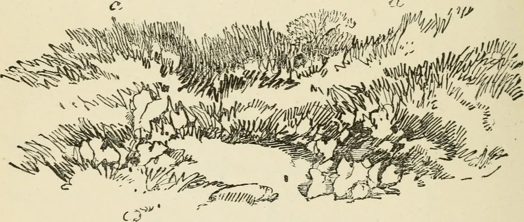 An illustration from Handbook of drawing, 1880, leaf 187