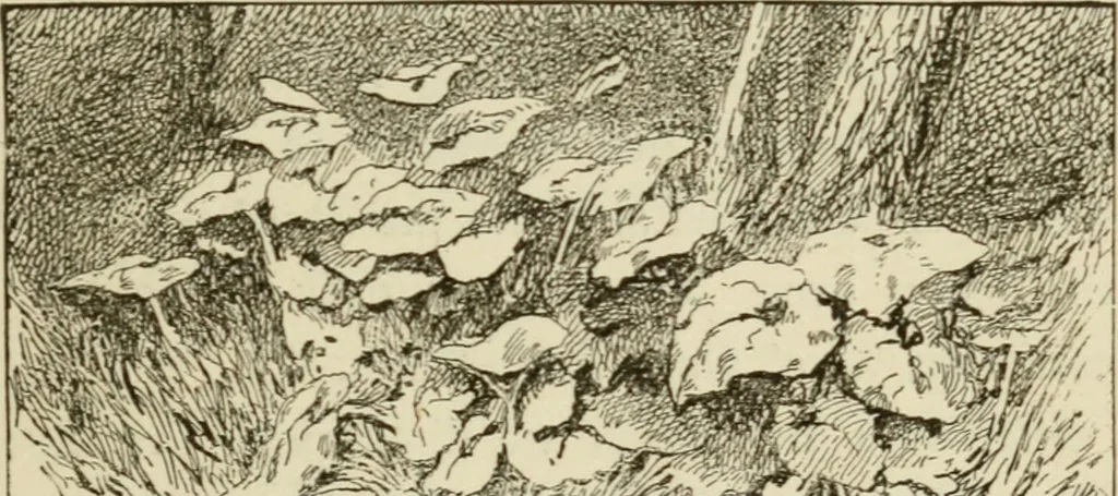 An illustration from Handbook of drawing, 1880, leaf 188