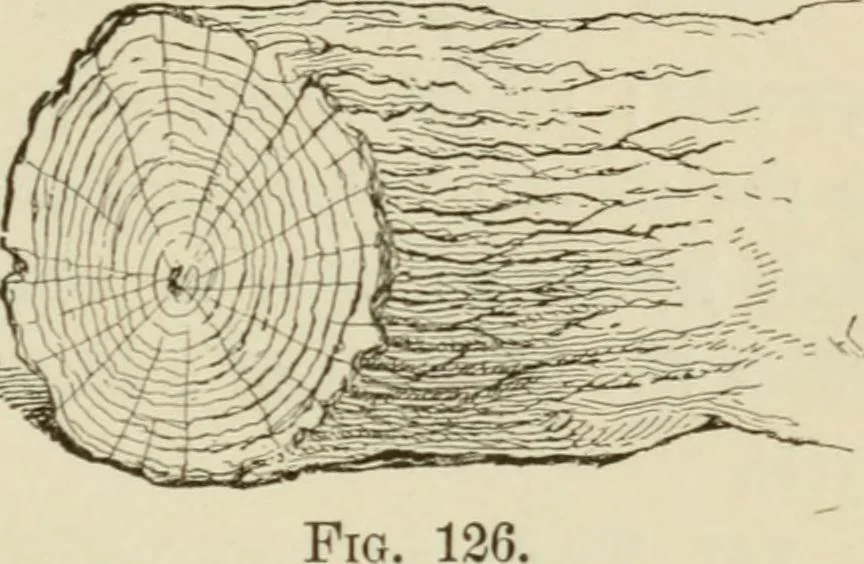 An illustration from Handbook of drawing, 1880, leaf 192