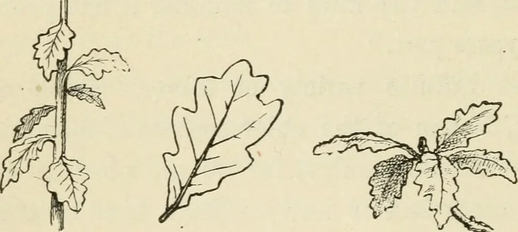 An illustration from Handbook of drawing, 1880, leaf 193