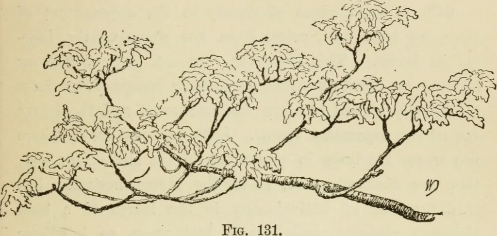 An illustration from Handbook of drawing, 1880, leaf 194