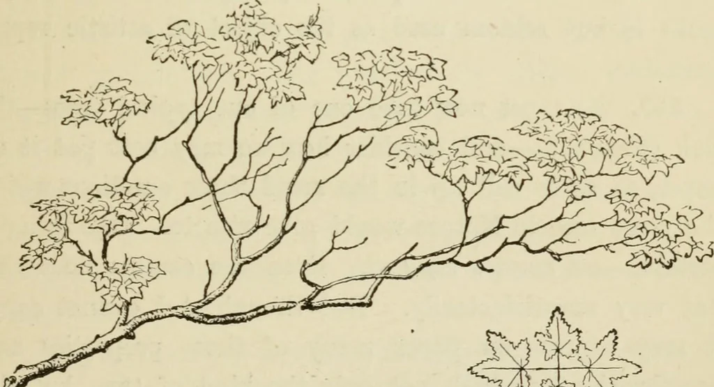 An illustration from Handbook of drawing, 1880, leaf 194