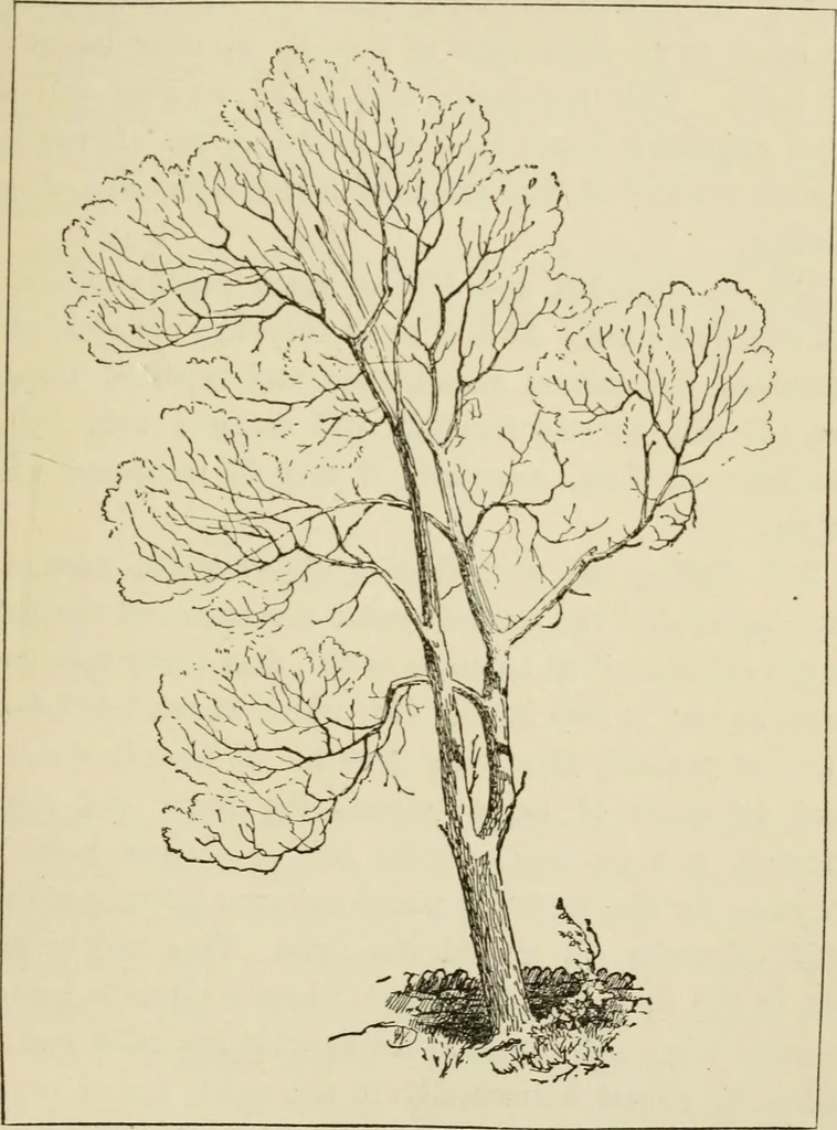 An illustration from Handbook of drawing, 1880, leaf 198