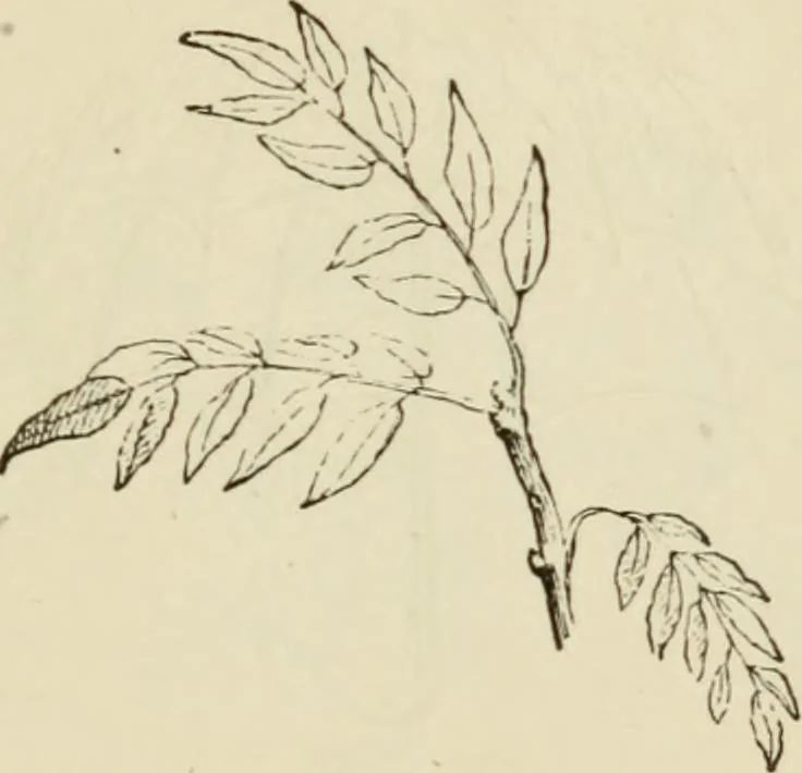 An illustration from Handbook of drawing, 1880, leaf 200