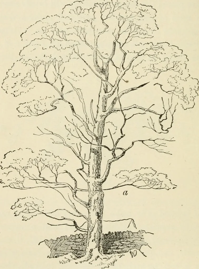 An illustration from Handbook of drawing, 1880, leaf 203