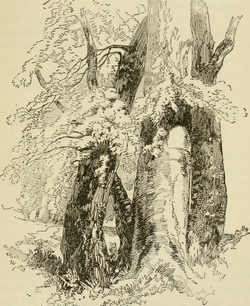 An illustration from Handbook of drawing, 1880, leaf 206