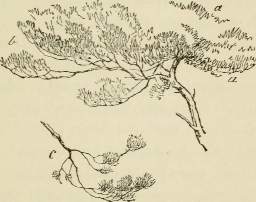 An illustration from Handbook of drawing, 1880, leaf 208