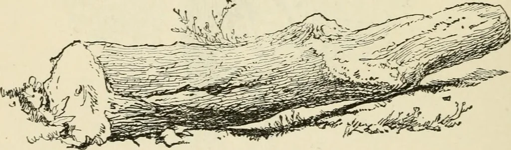 An illustration from Handbook of drawing, 1880, leaf 215