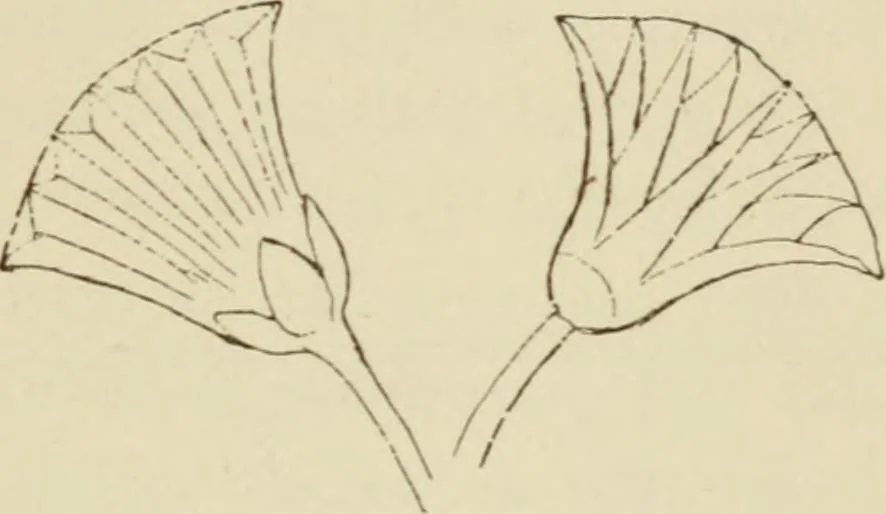 An illustration from Handbook of drawing, 1880, leaf 44