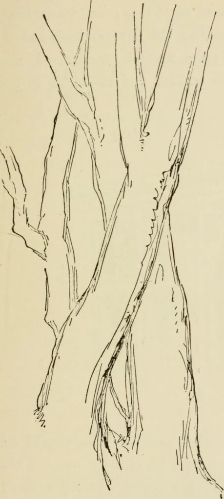 An illustration from Handbook of drawing, 1880, leaf 64