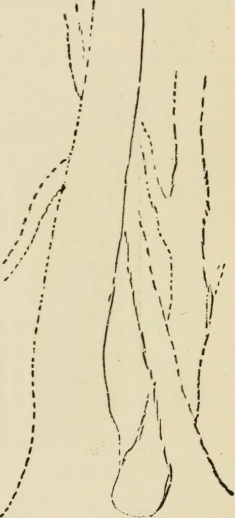An illustration from Handbook of drawing, 1880, leaf 64