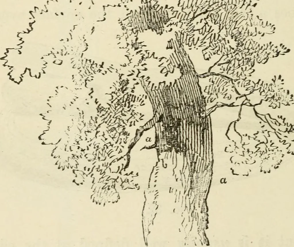 An illustration from Handbook of drawing, 1880, leaf 77