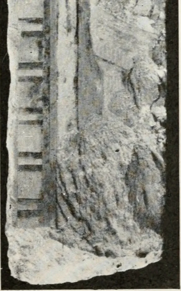 An illustration from A handbook of the Egyptian rooms .., 1918, leaf 102