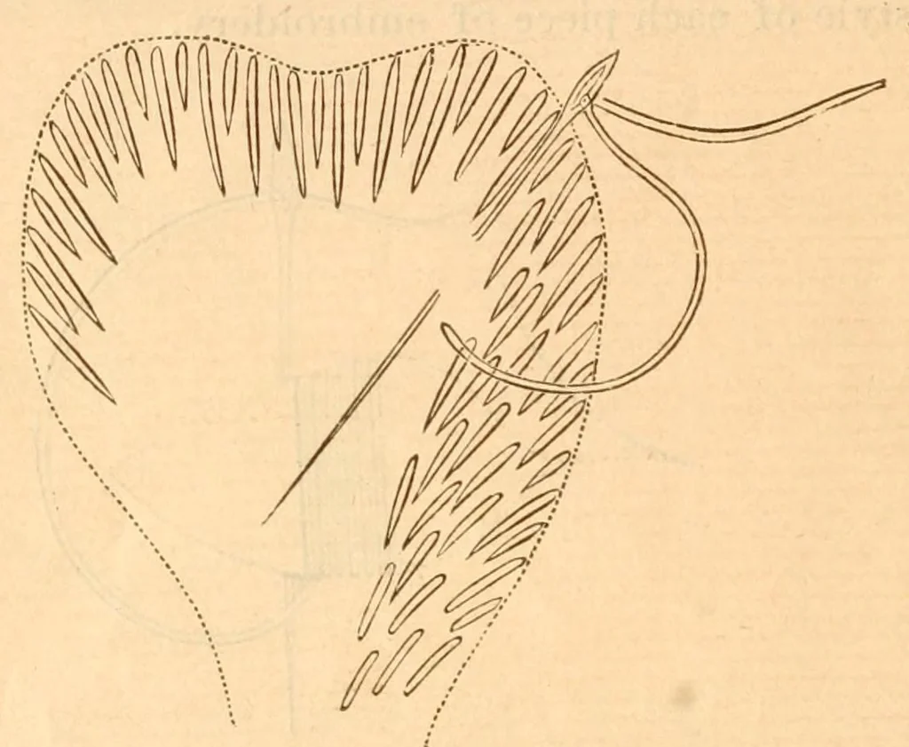 An illustration from Hand-book of embroidery;, 1880, leaf 8