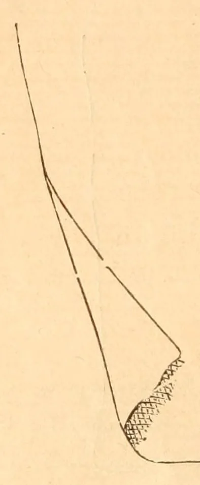An illustration from Hand-book of embroidery;, 1880, leaf 8