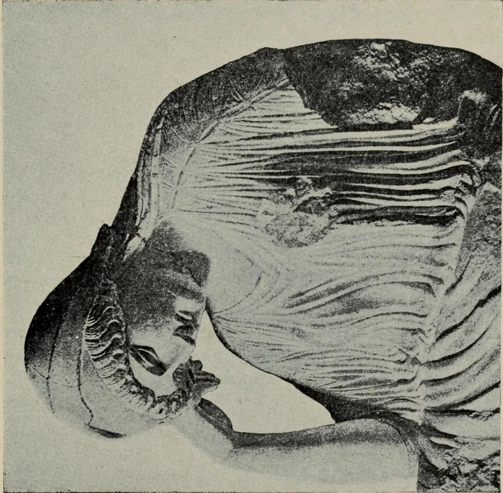 An illustration from A handbook of Greek and Roman sculpture, 1905, leaf 141