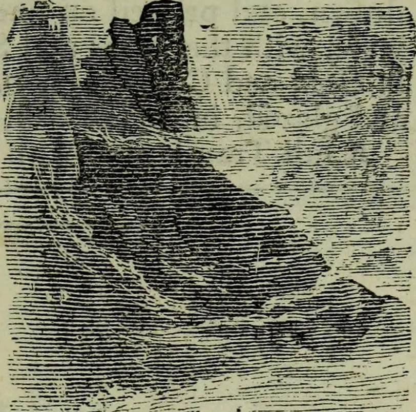 An illustration from The handbook of heraldry : with instructions for tracing pedigrees and deciphering ancient mss., also, rules for the appointment of liveries, etc. etc., 1869, leaf 388