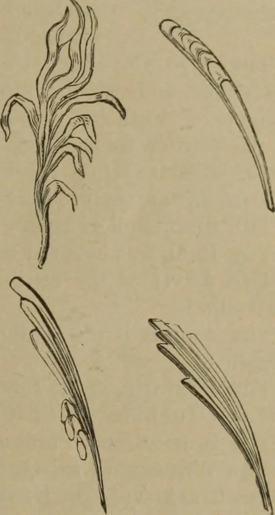 An illustration from A handbook of legendary and mythological art, 1890, leaf 23