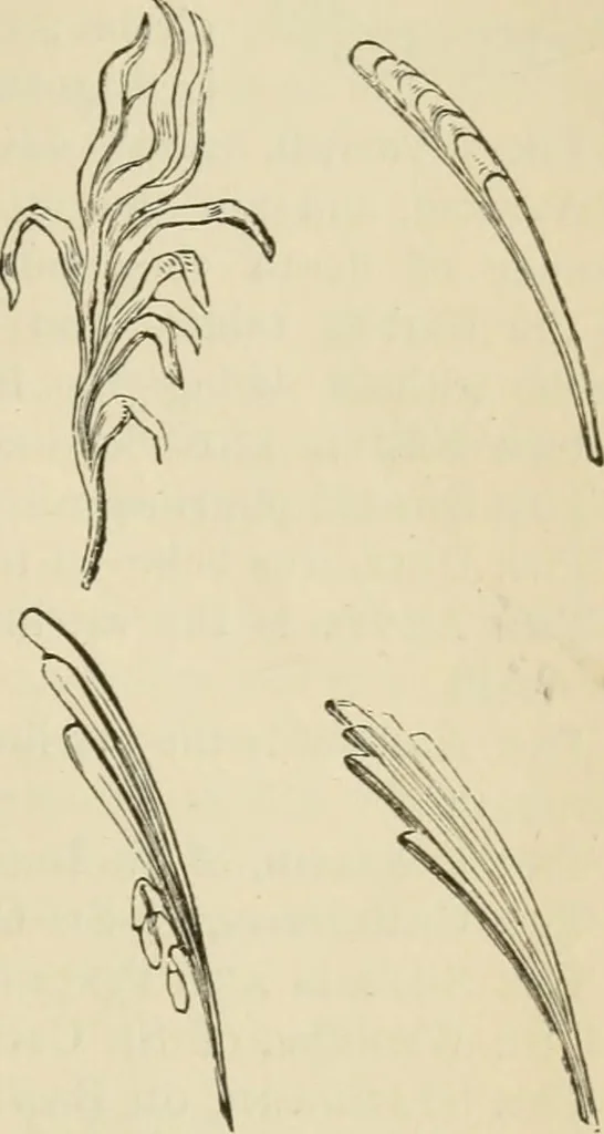 An illustration from A handbook of legendary and mythological art, 1872, leaf 23