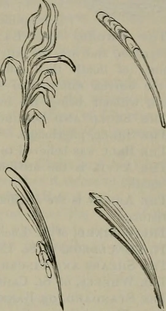 An illustration from A handbook of legendary and mythological art, 1872, leaf 22
