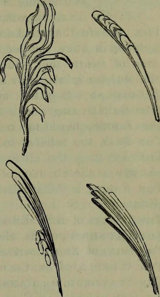 An illustration from A handbook of legendary and mythological art, 1876, leaf 24