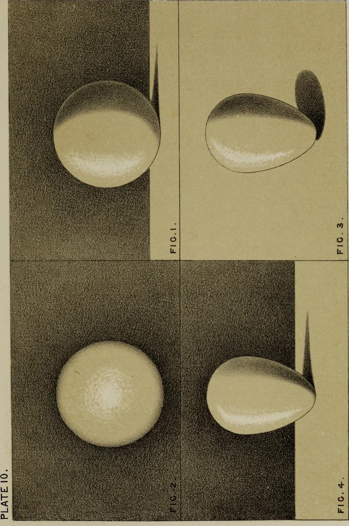 An illustration from Handbook of light and shade, with especial reference to model drawing, 1880, leaf 60