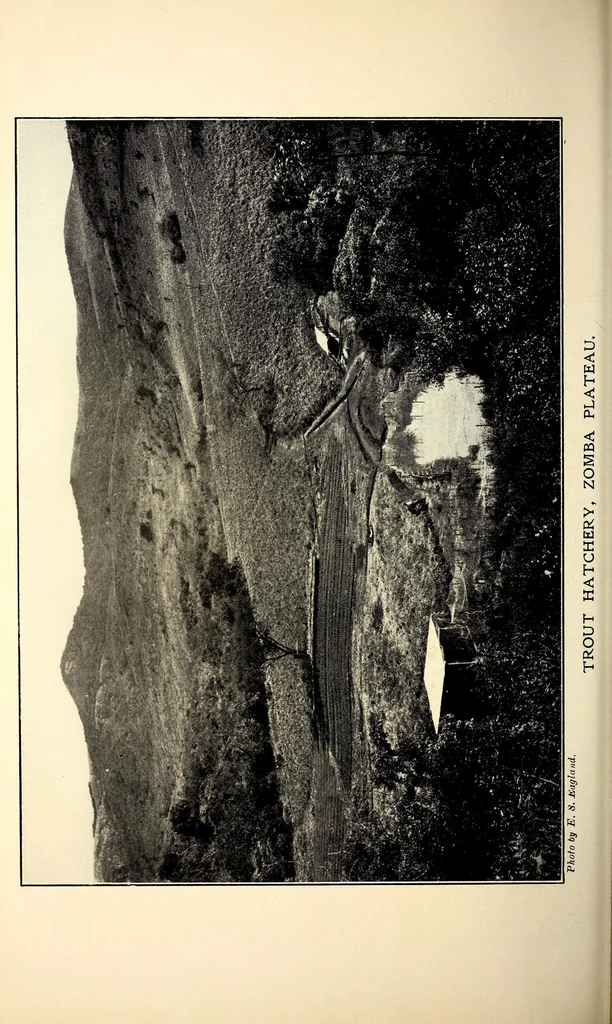 An illustration from A handbook of Nyasaland, 1922, leaf 240