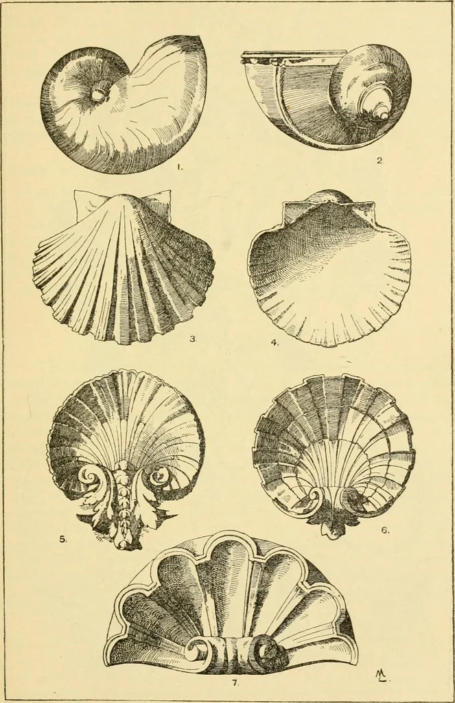 An illustration from Handbook of ornament; a grammar of art, industrial and architectural designing in all its branches, for practical as well as theoretical use, 1900, leaf 105