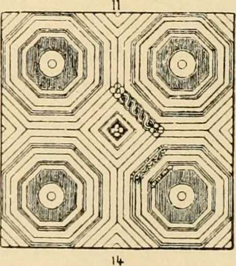An illustration from Handbook of ornament; a grammar of art, industrial and architectural designing in all its branches, for practical as well as theoretical use, 1900, leaf 24