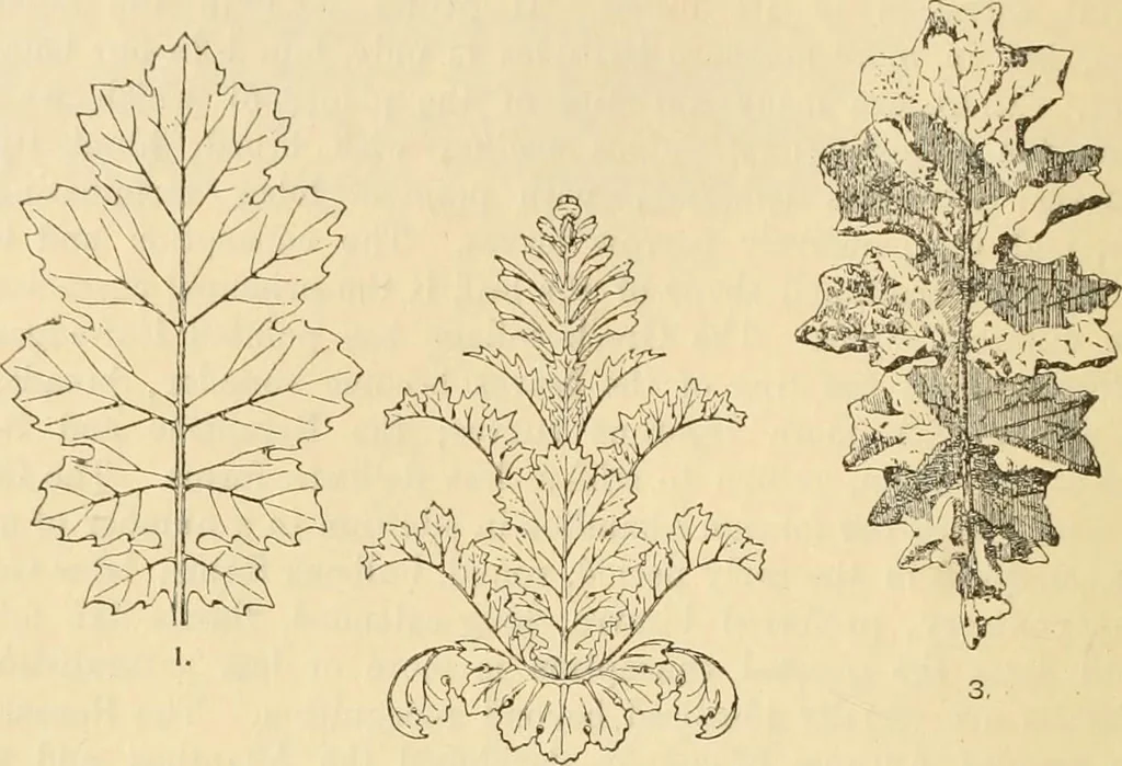 An illustration from Handbook of ornament; a grammar of art, industrial and architectural designing in all its branches, for practical as well as theoretical use, 1900, leaf 50