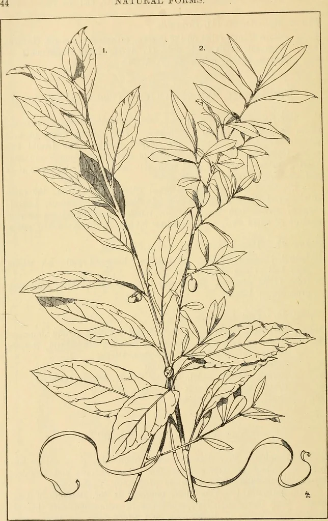 An illustration from Handbook of ornament; a grammar of art, industrial and architectural designing in all its branches, for practical as well as theoretical use, 1900, leaf 58