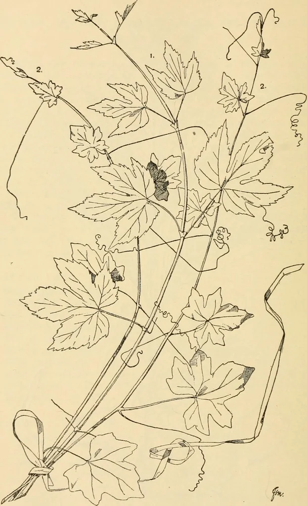 An illustration from Handbook of ornament; a grammar of art, industrial and architectural designing in all its branches, for practical as well as theoretical use, 1900, leaf 68