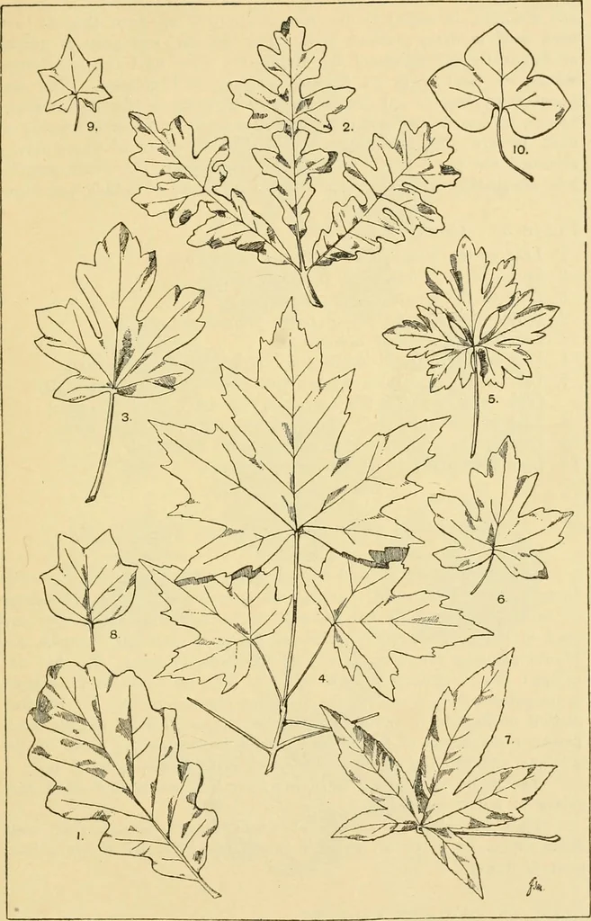 An illustration from Handbook of ornament; a grammar of art, industrial and architectural designing in all its branches, for practical as well as theoretical use, 1900, leaf 69