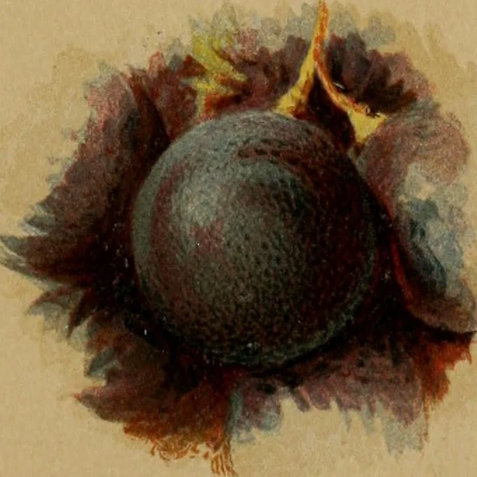 An illustration from A handbook of pictorial art, 1875, leaf 247
