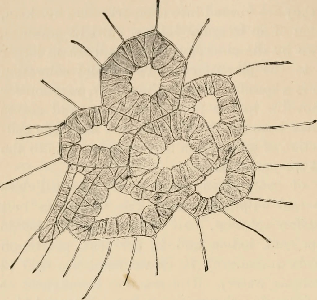 An illustration from Handbook of practical botany for the botanical laboratory and private student, 1908, leaf 103