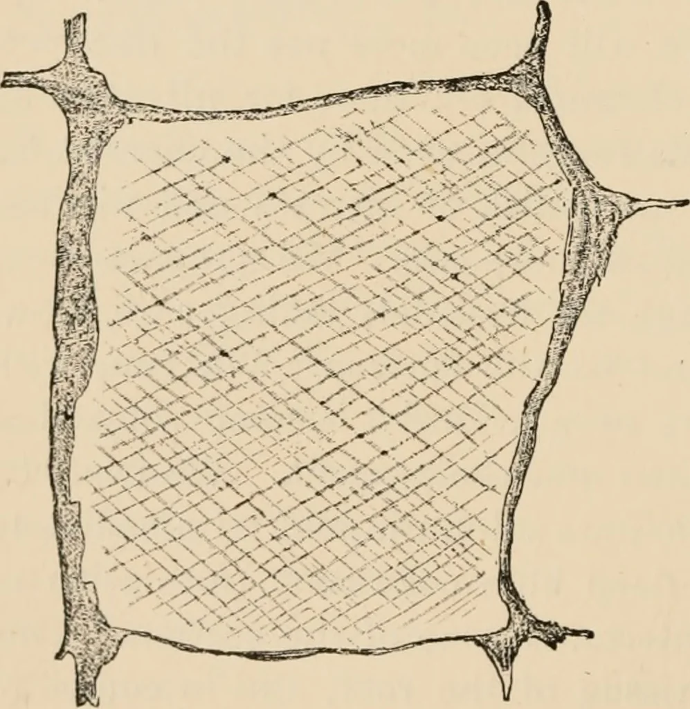 An illustration from Handbook of practical botany for the botanical laboratory and private student, 1908, leaf 105