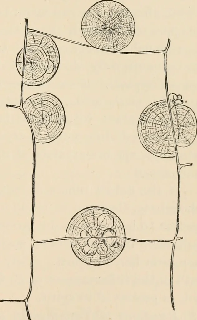 An illustration from Handbook of practical botany for the botanical laboratory and private student, 1908, leaf 106