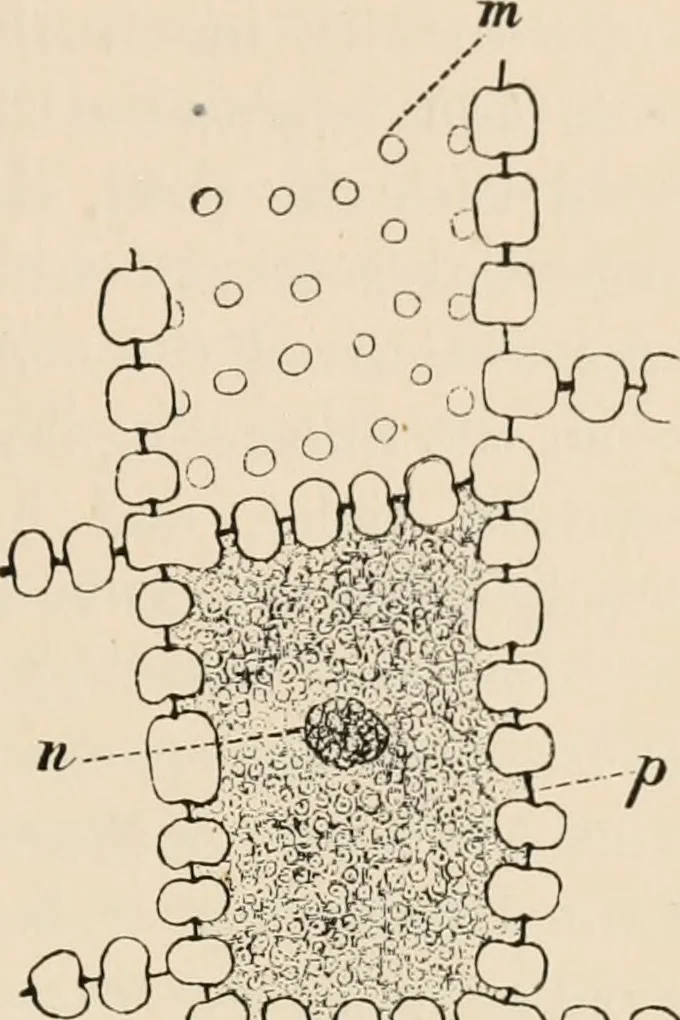 An illustration from Handbook of practical botany for the botanical laboratory and private student, 1908, leaf 110