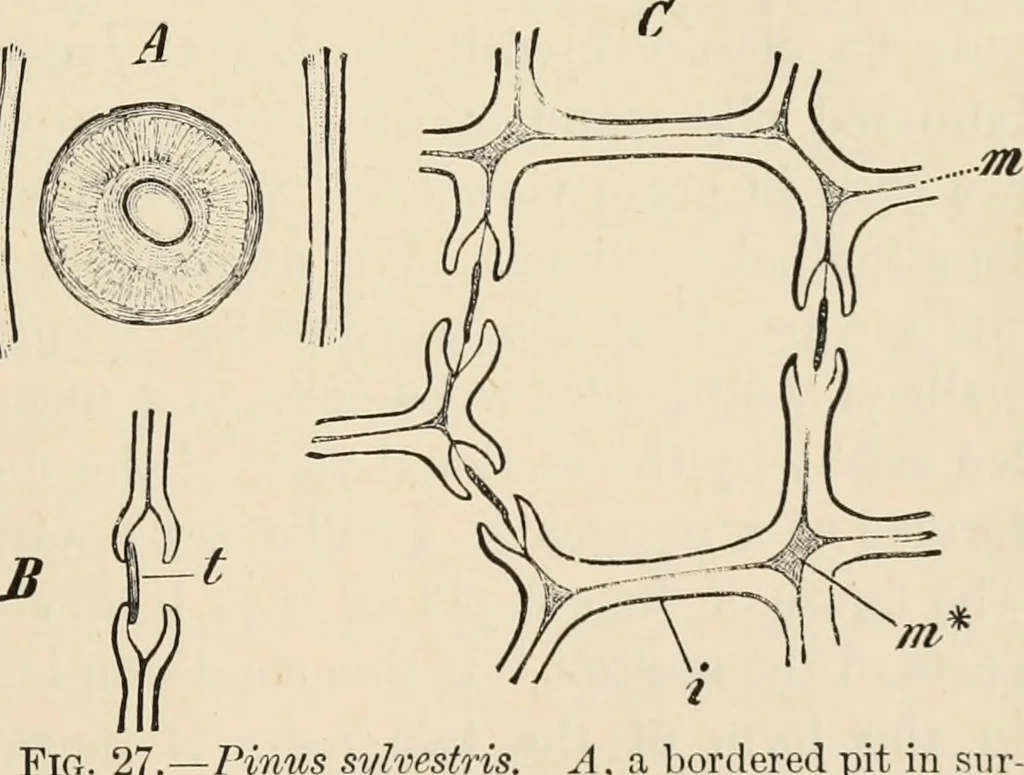 An illustration from Handbook of practical botany for the botanical laboratory and private student, 1908, leaf 112