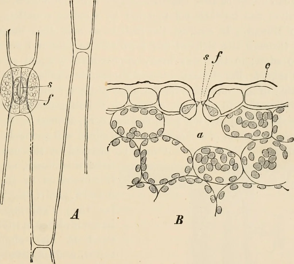 An illustration from Handbook of practical botany for the botanical laboratory and private student, 1908, leaf 118