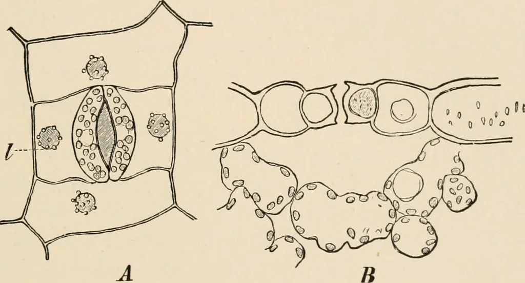 An illustration from Handbook of practical botany for the botanical laboratory and private student, 1908, leaf 122