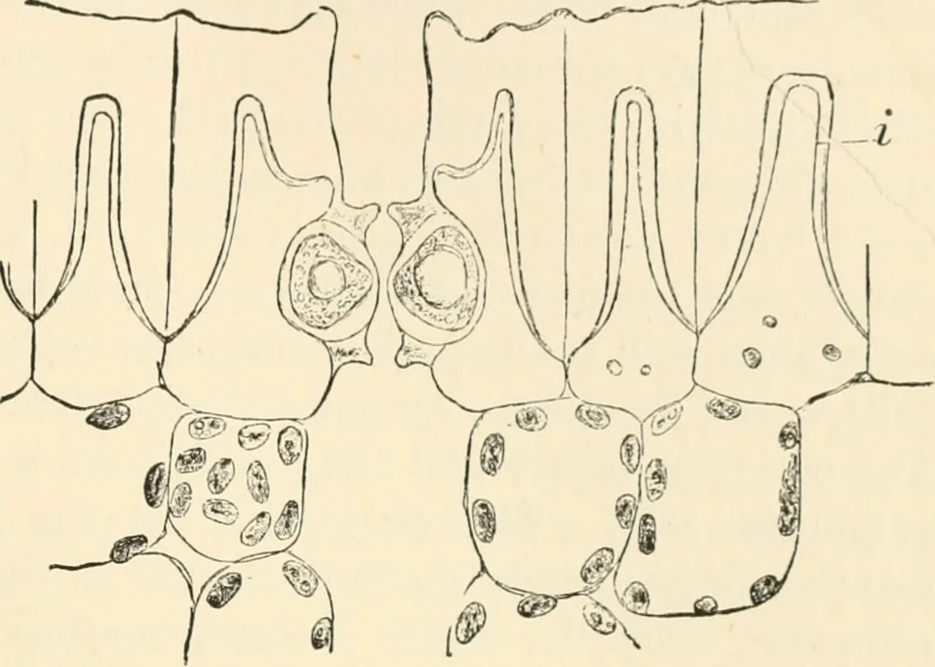 An illustration from Handbook of practical botany for the botanical laboratory and private student, 1908, leaf 124