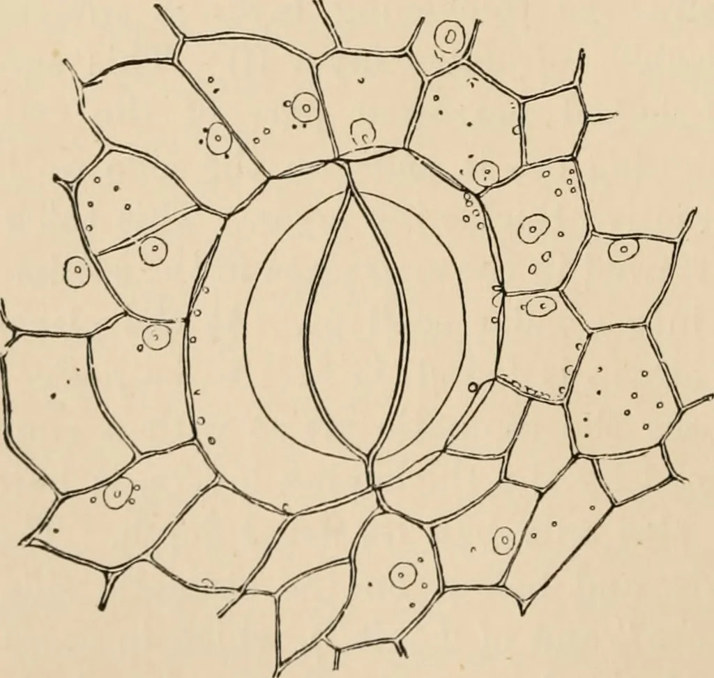 An illustration from Handbook of practical botany for the botanical laboratory and private student, 1908, leaf 125