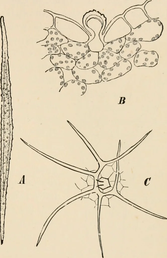 An illustration from Handbook of practical botany for the botanical laboratory and private student, 1908, leaf 128