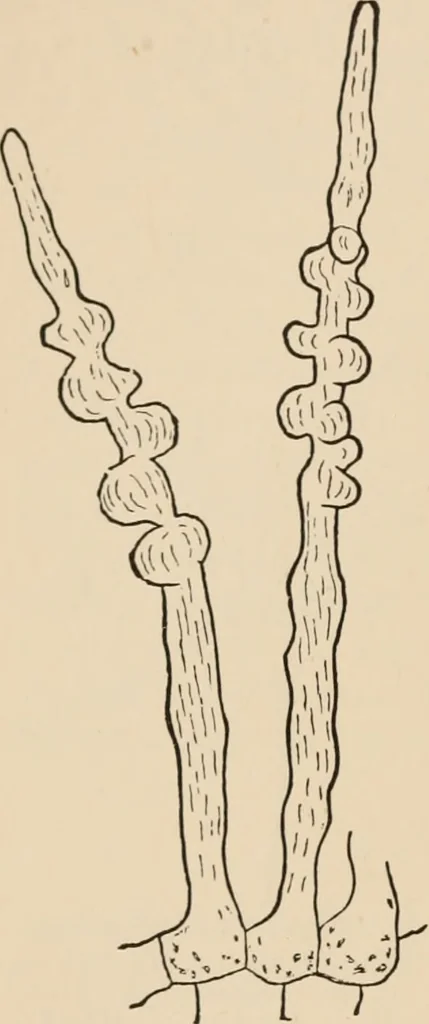 An illustration from Handbook of practical botany for the botanical laboratory and private student, 1908, leaf 129