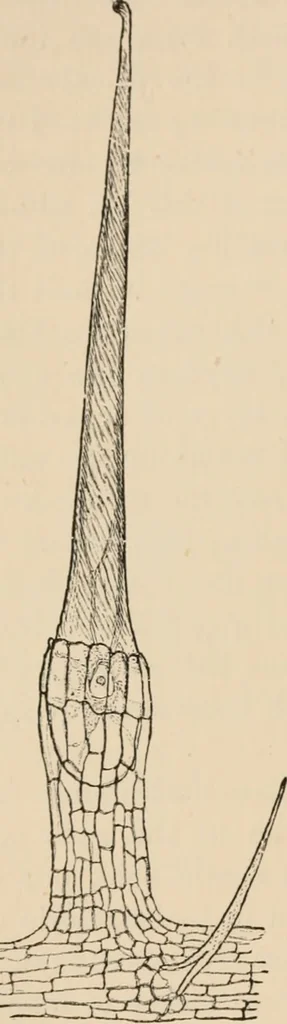 An illustration from Handbook of practical botany for the botanical laboratory and private student, 1908, leaf 133