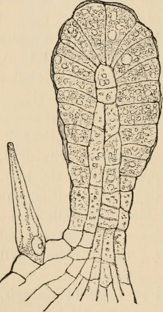 An illustration from Handbook of practical botany for the botanical laboratory and private student, 1908, leaf 135