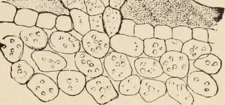 An illustration from Handbook of practical botany for the botanical laboratory and private student, 1908, leaf 136
